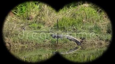 <strong>鳄鱼鳄鱼鳄鱼</strong>巴罗斯特里斯也被称为沼泽<strong>鳄鱼</strong>通过望远镜看到。 看着动物